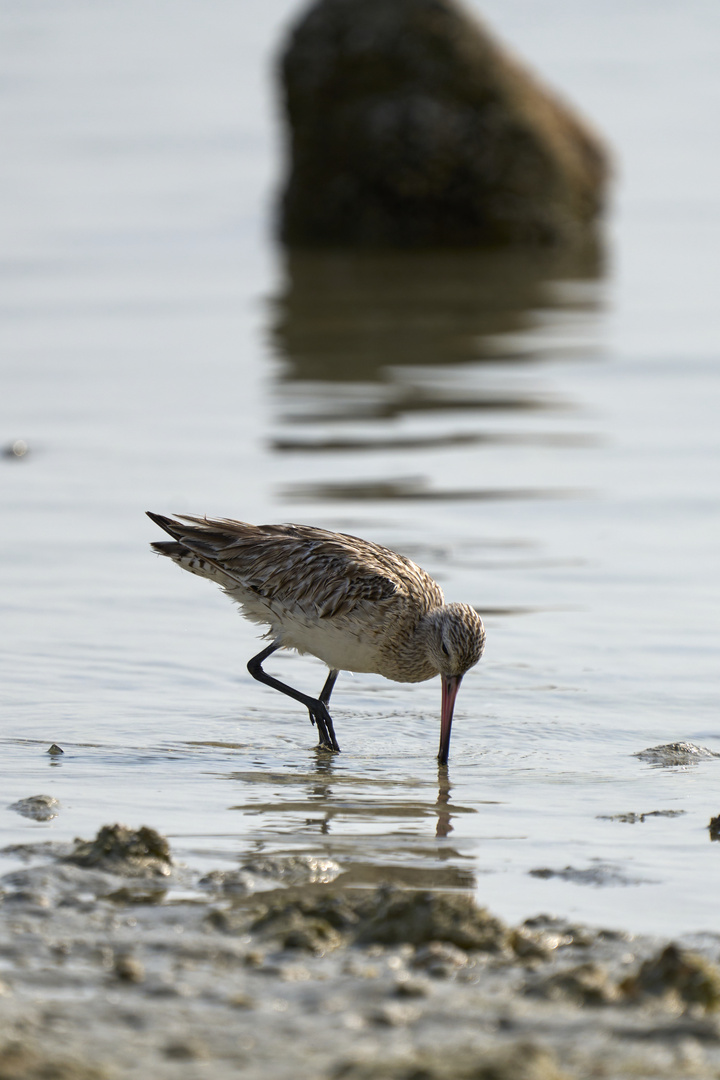 Bar-tailed Godwits