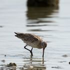 Bar-tailed Godwits