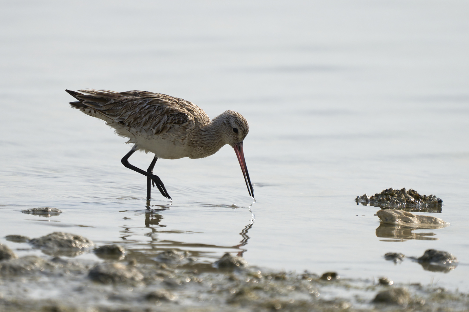 Bar-tailed Godwits