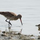 Bar-tailed Godwits