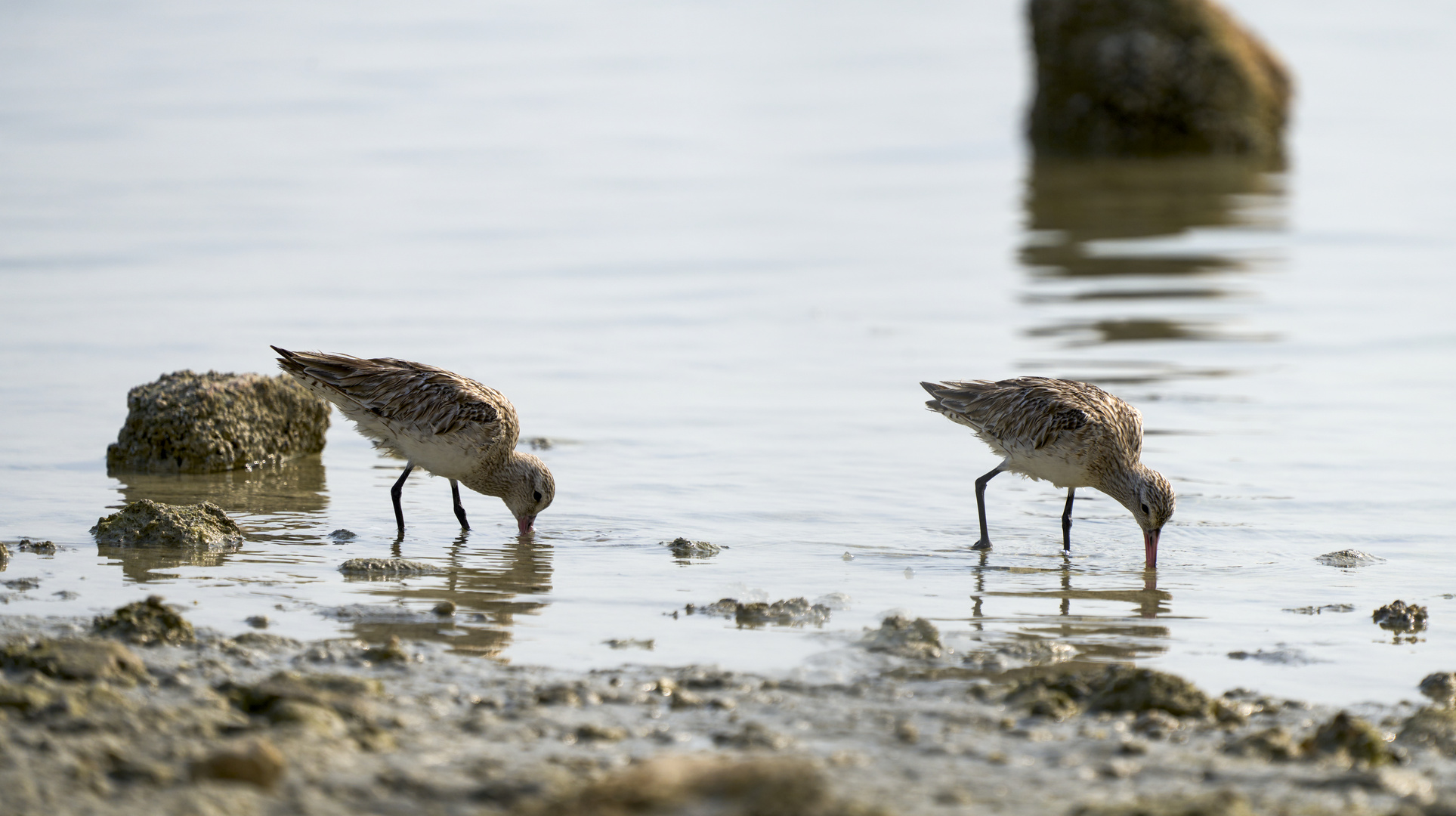 Bar-tailed Godwits