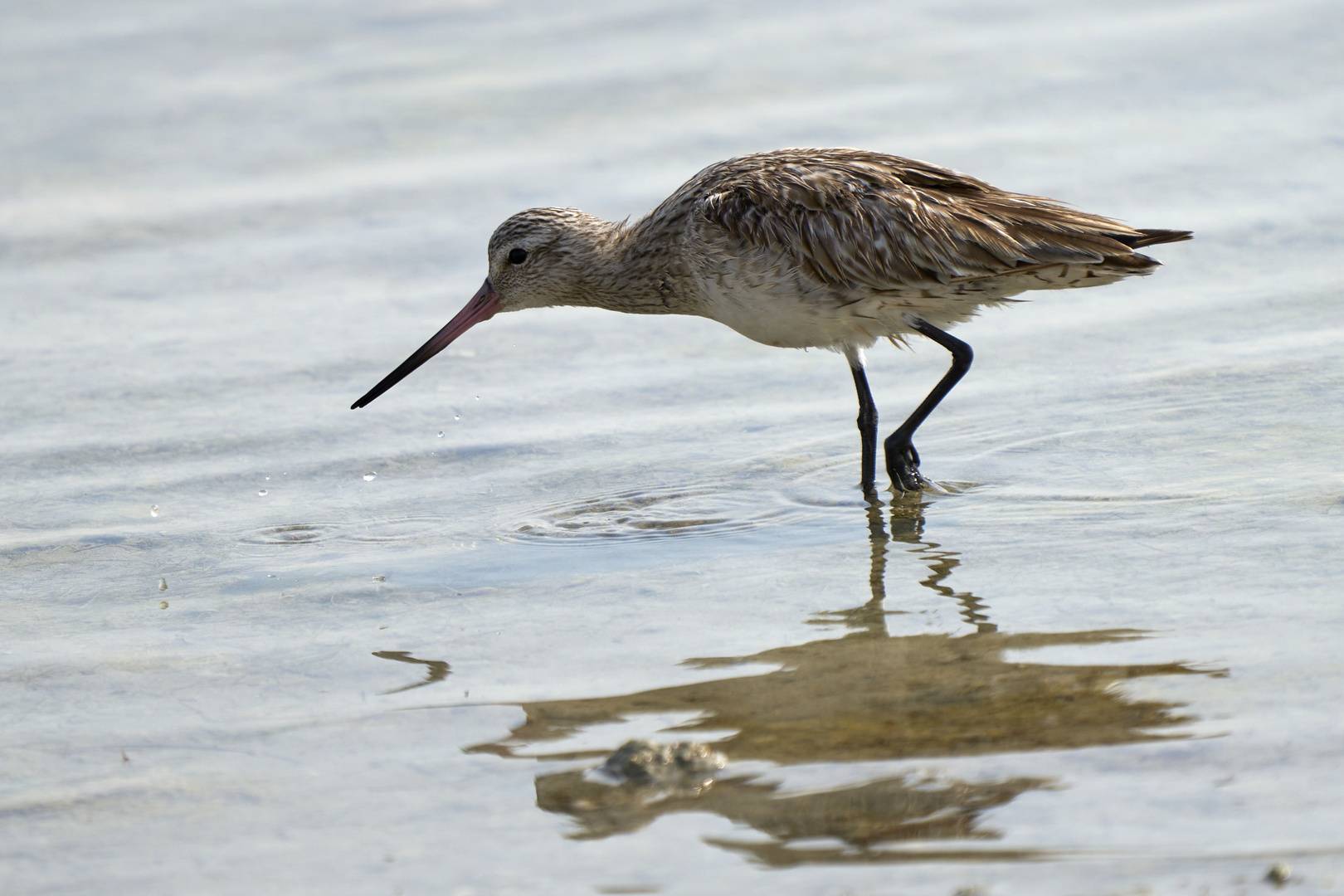 Bar-tailed Godwits