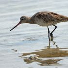 Bar-tailed Godwits