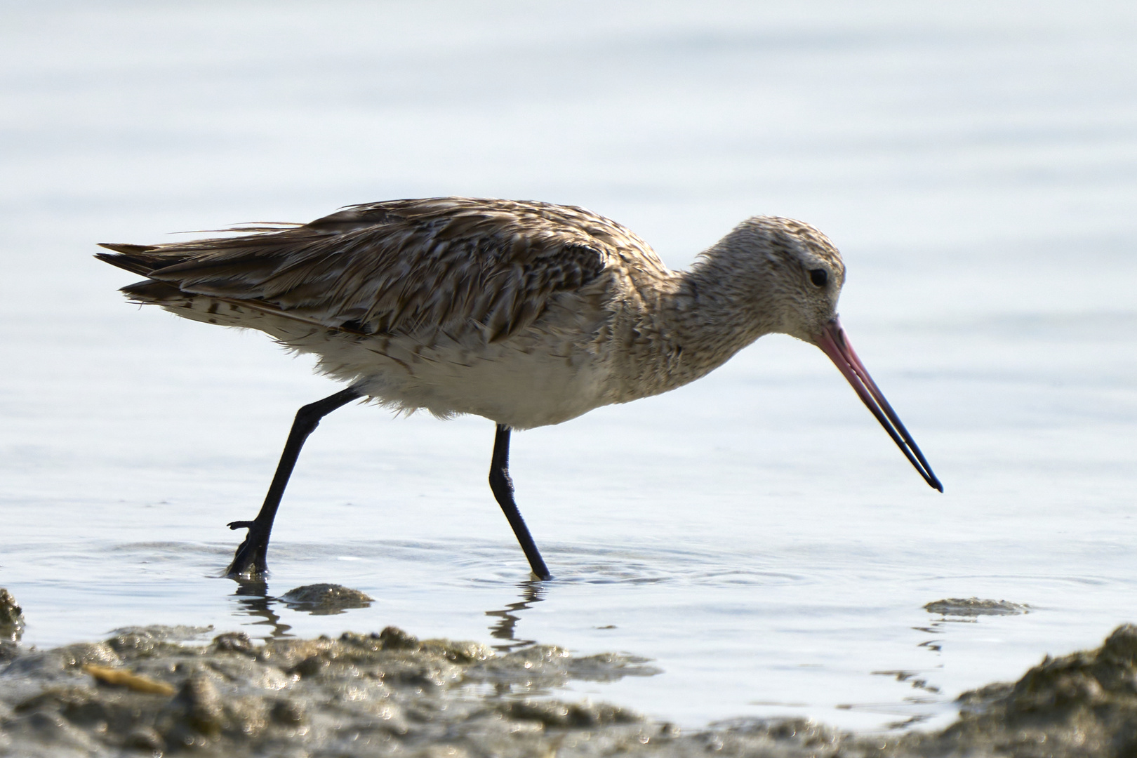 Bar-tailed Godwits