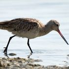 Bar-tailed Godwits