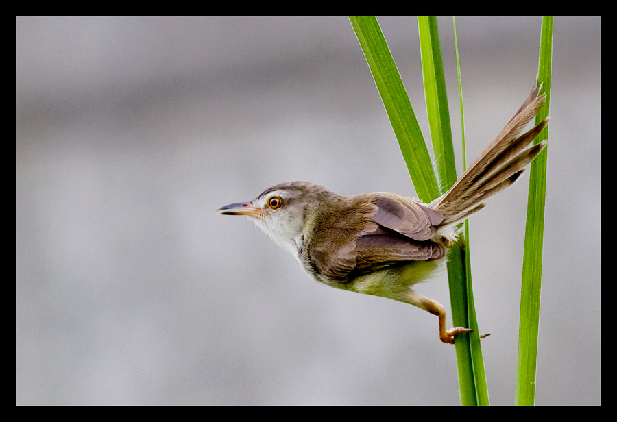 Bar-Winged Prinia