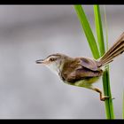 Bar-Winged Prinia