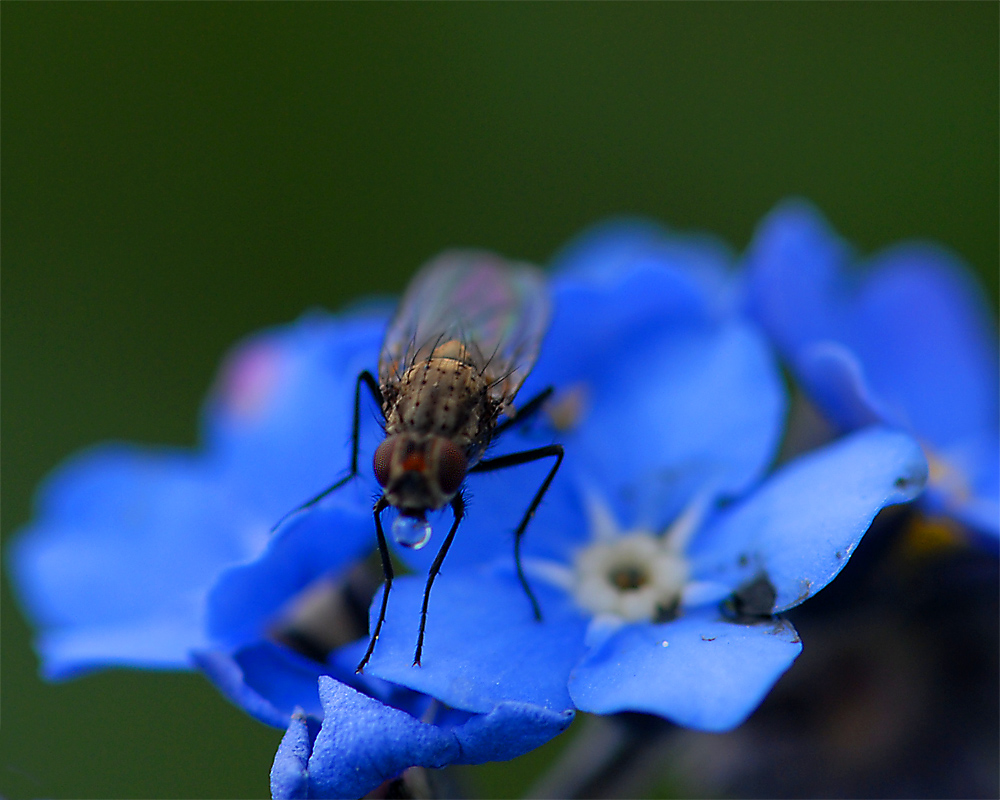 Bar "zum blauen Bluemel"