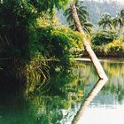 Baracoa de Cuba:Rio Miel