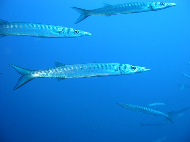 Baracuda