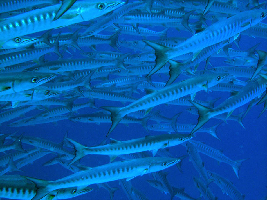 Baracuda Strudel