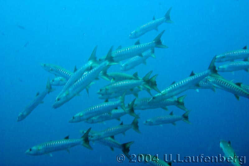 Baracudaschwarm, red sea 10/2004, Jackson Reef, Egypt