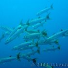 Baracudaschwarm, red sea 10/2004, Jackson Reef, Egypt