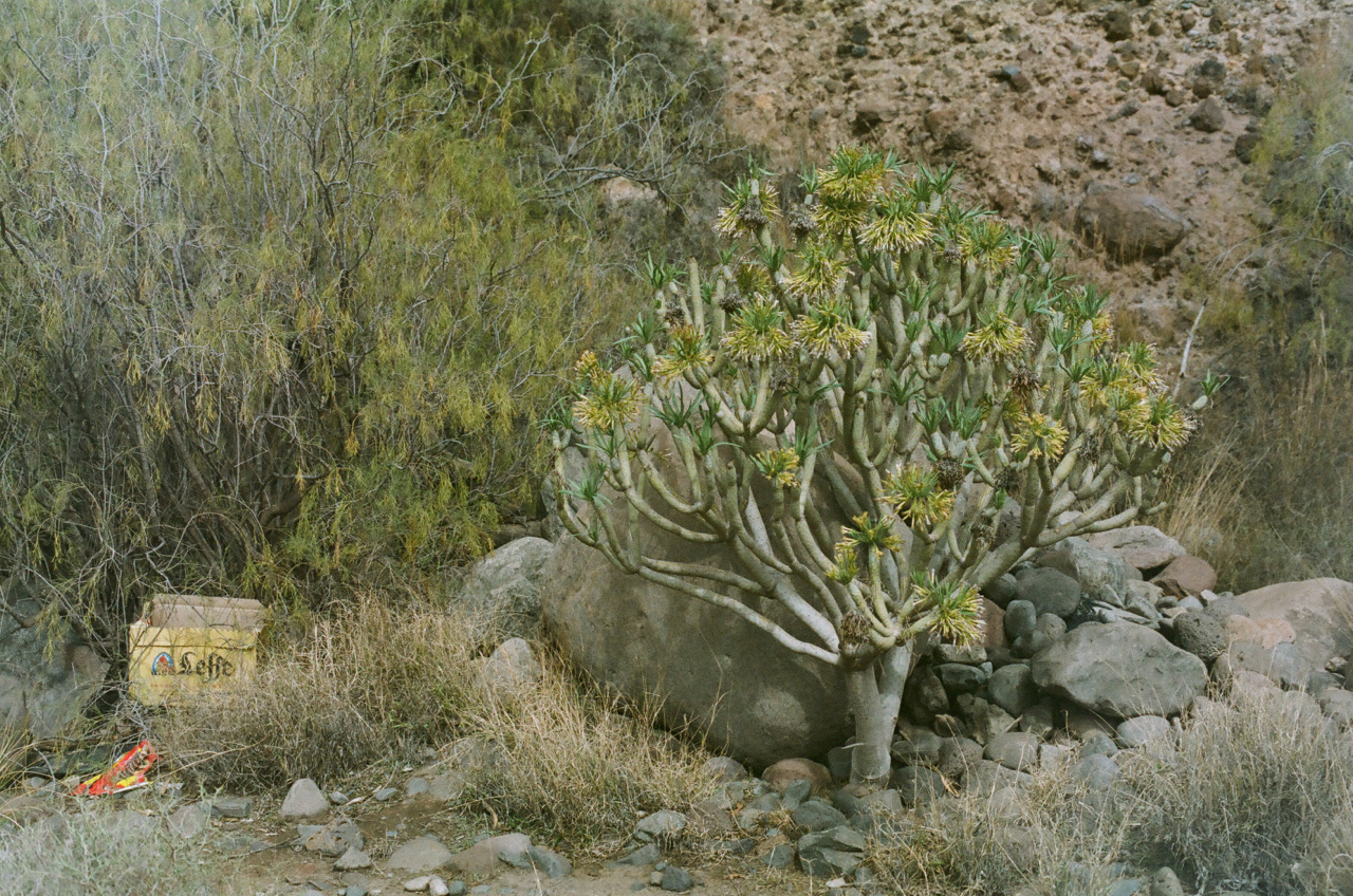 baranco del cura