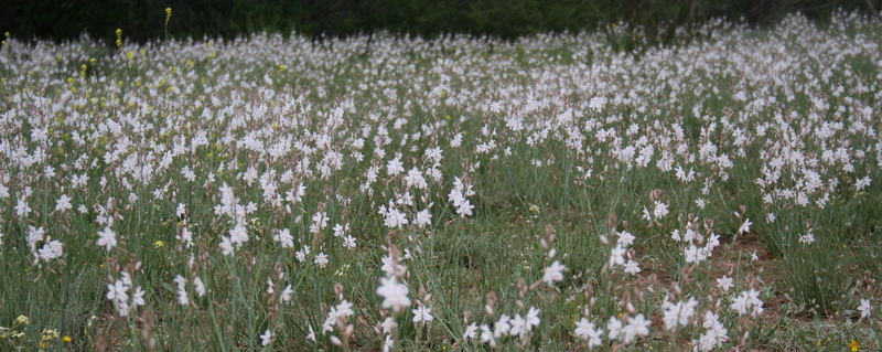 baras de san josé