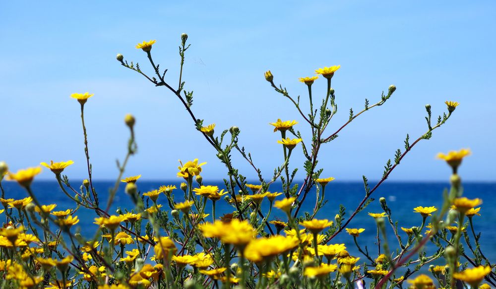 Baratti