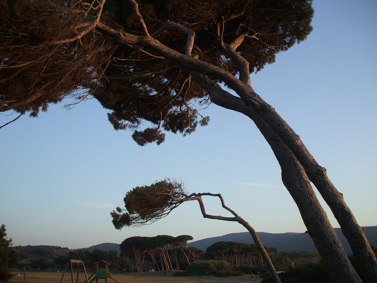 Baratti e i suoi alberi