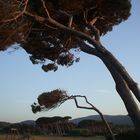 Baratti e i suoi alberi