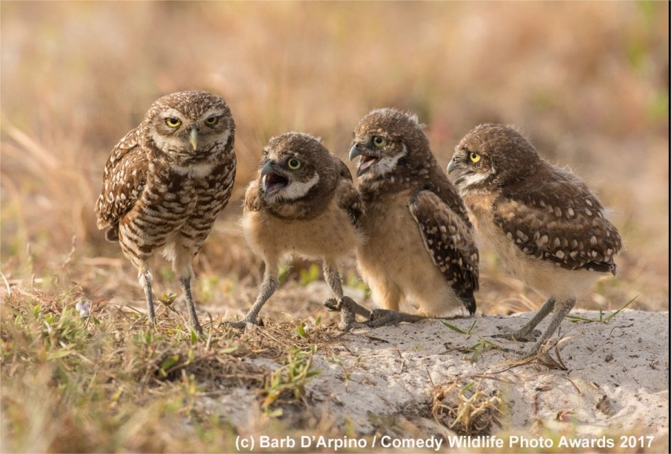 BARB D'ARPINO  Comedy Wildlife photo awards 2017