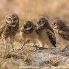 BARB D'ARPINO  Comedy Wildlife photo awards 2017