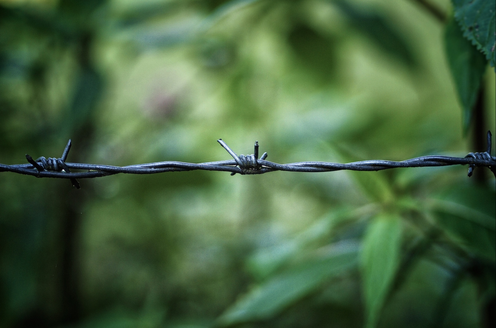 Barb Wire