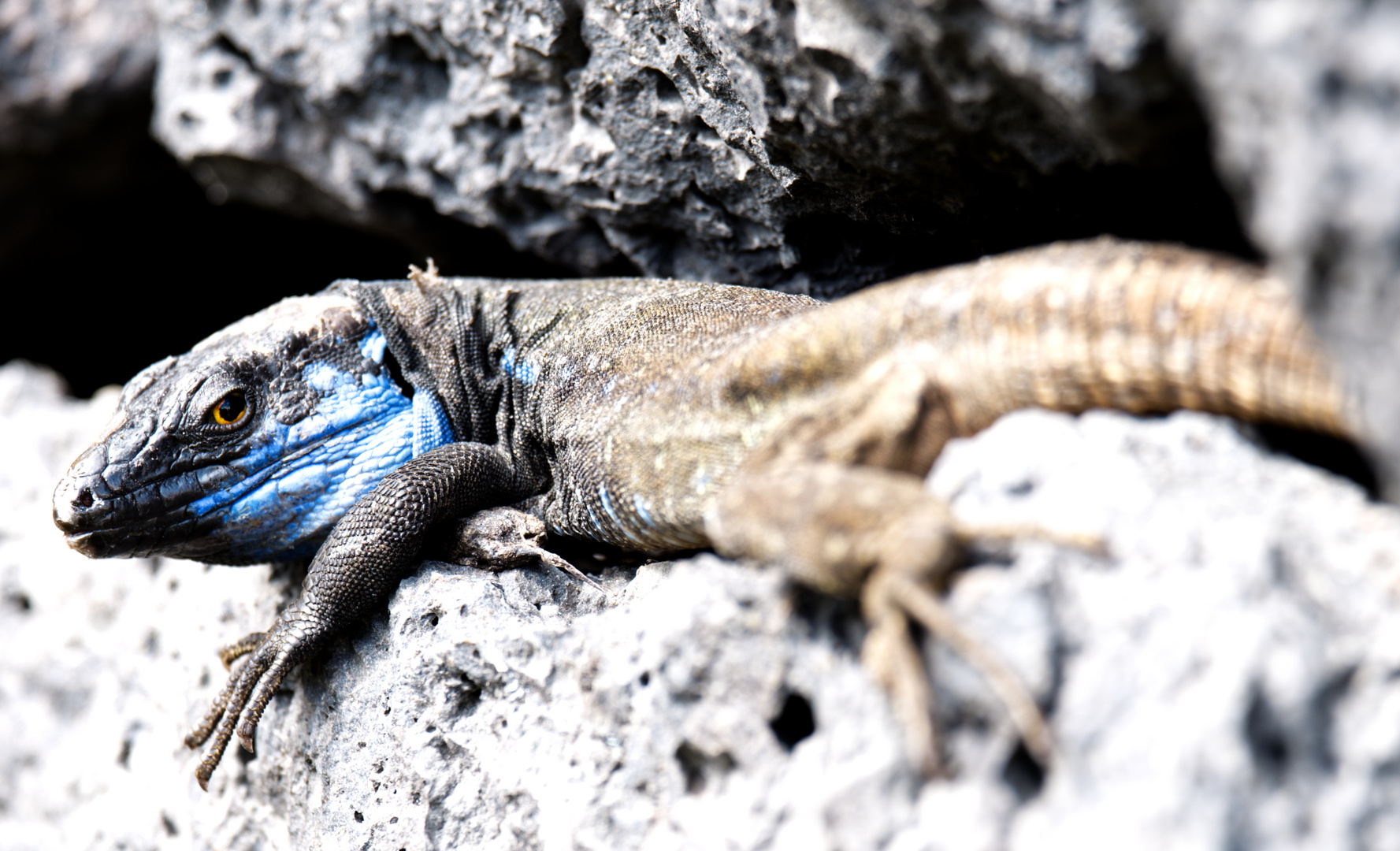 Barba azul