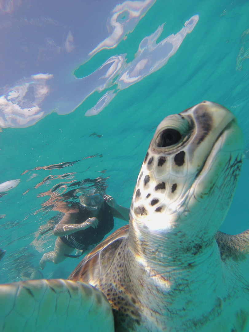 Barbados Schildkröten