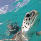 Barbados Schildkröten