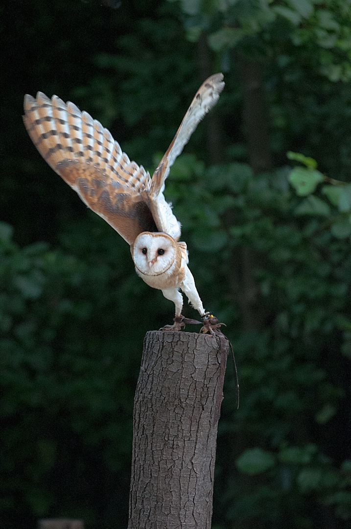 Barbagianni (Tyto alba)