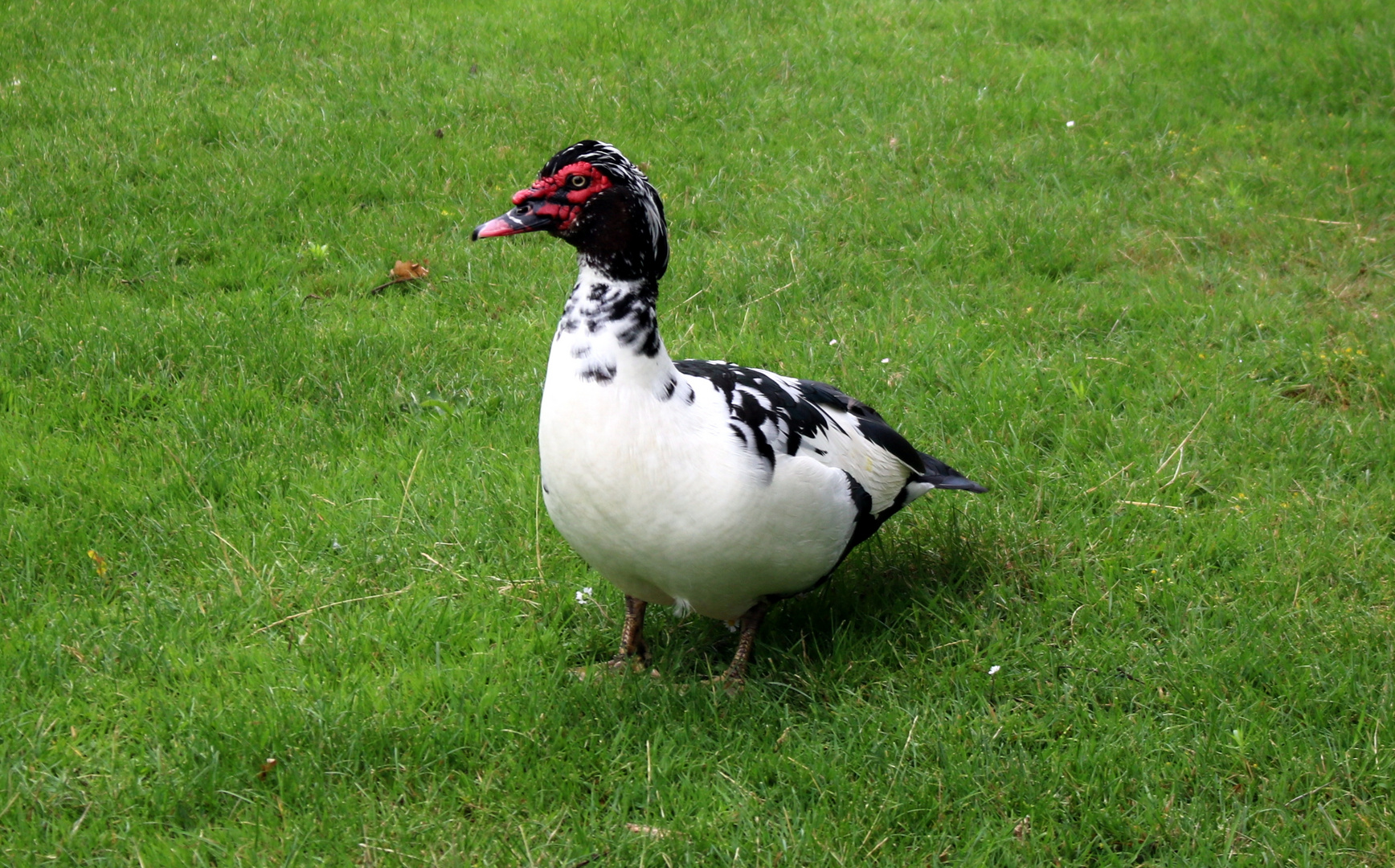 Barbarie-Ente in Volkspark - Enschede