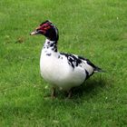 Barbarie-Ente in Volkspark - Enschede