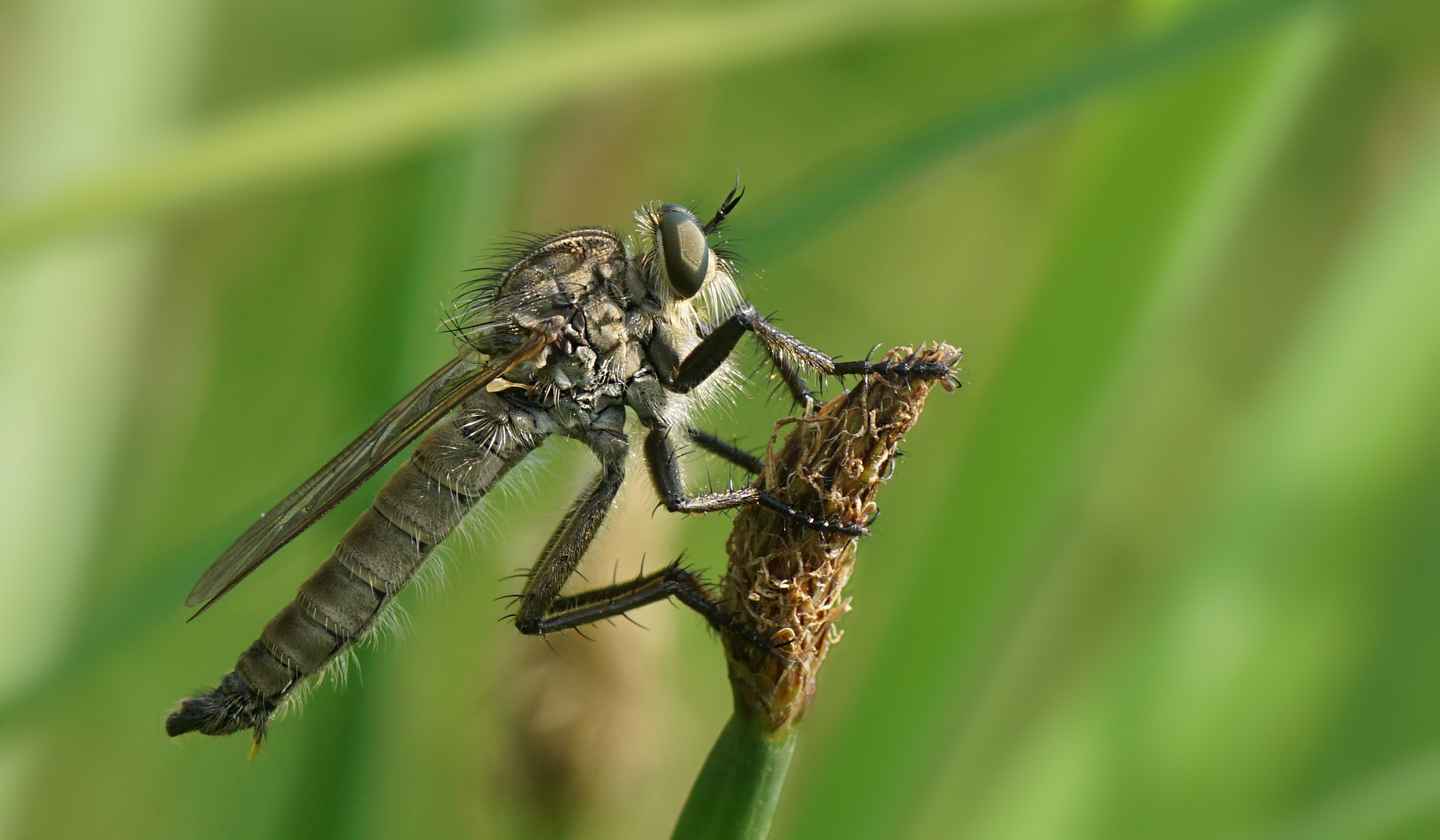 Barbarossa Fliege