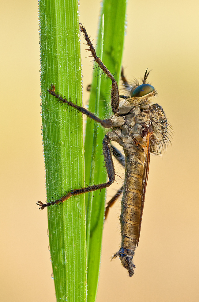 Barbarossa-Fliege