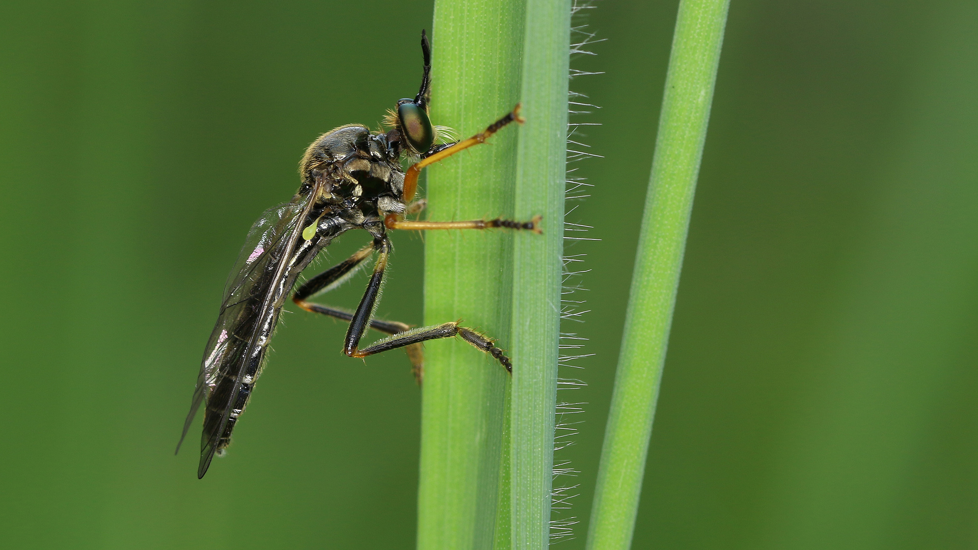 Barbarossa Fliege... Foto & Bild | fotos, canon, makro ...