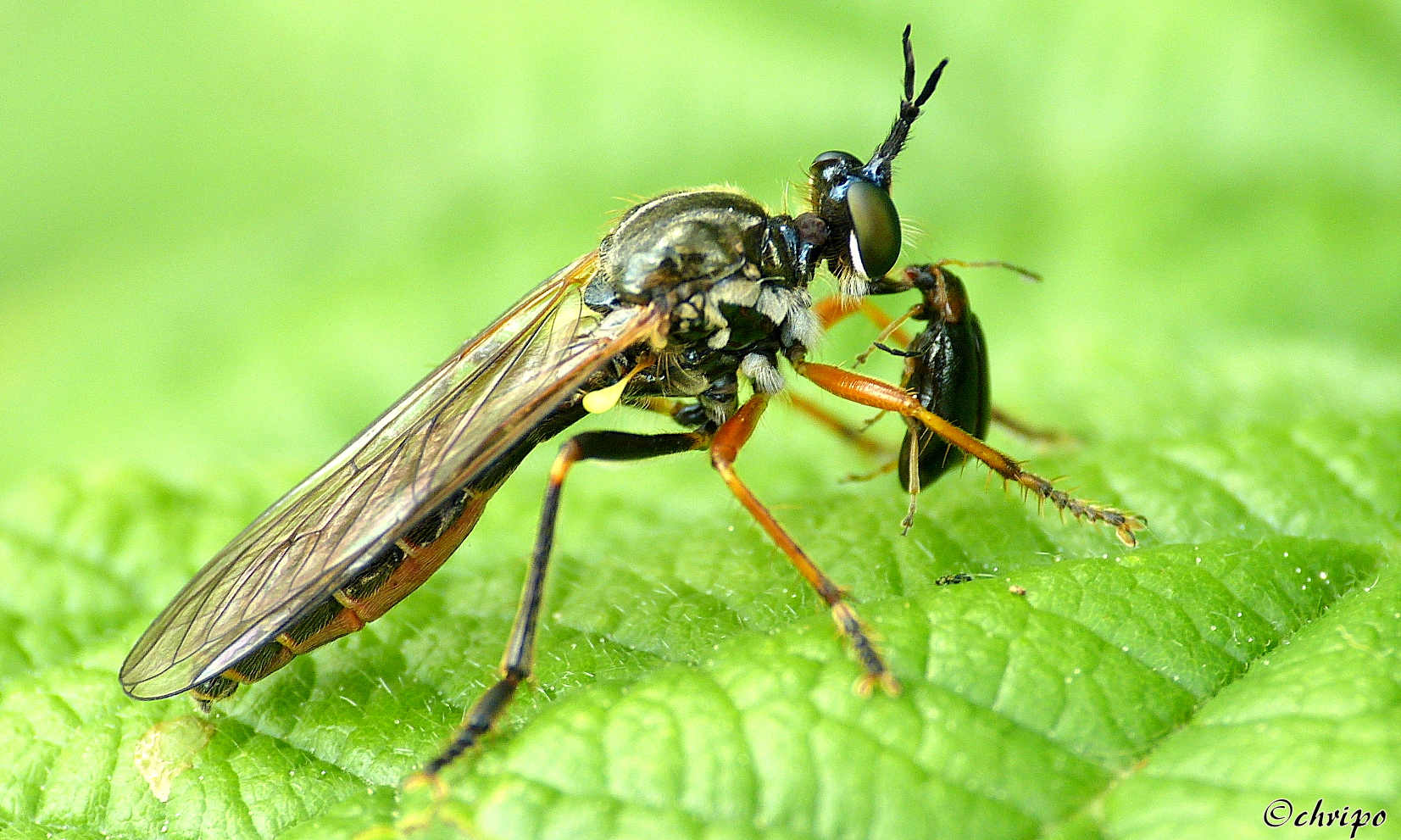 Barbarossa Fliege mit Beute