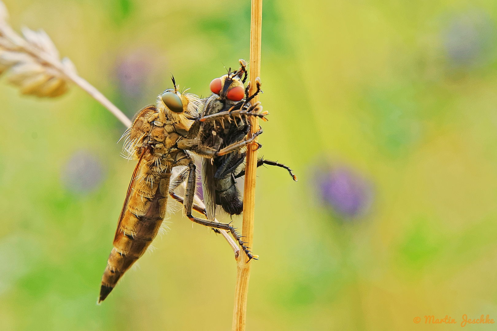 Barbarossa-Fliege ( Weibchen ) mit Fleischfliege als Beute