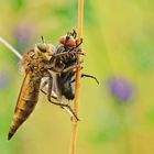 Barbarossa-Fliege ( Weibchen ) mit Fleischfliege als Beute