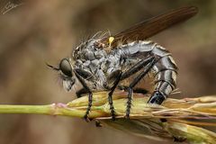 Barbarossa-Raubfliege bei der Eiablage