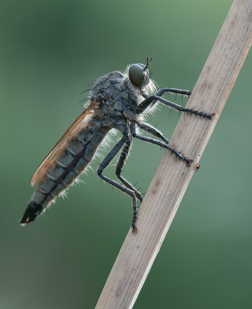 Barbarossafliege (Eutolmus rufibarbis)