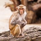 Barbary Ape