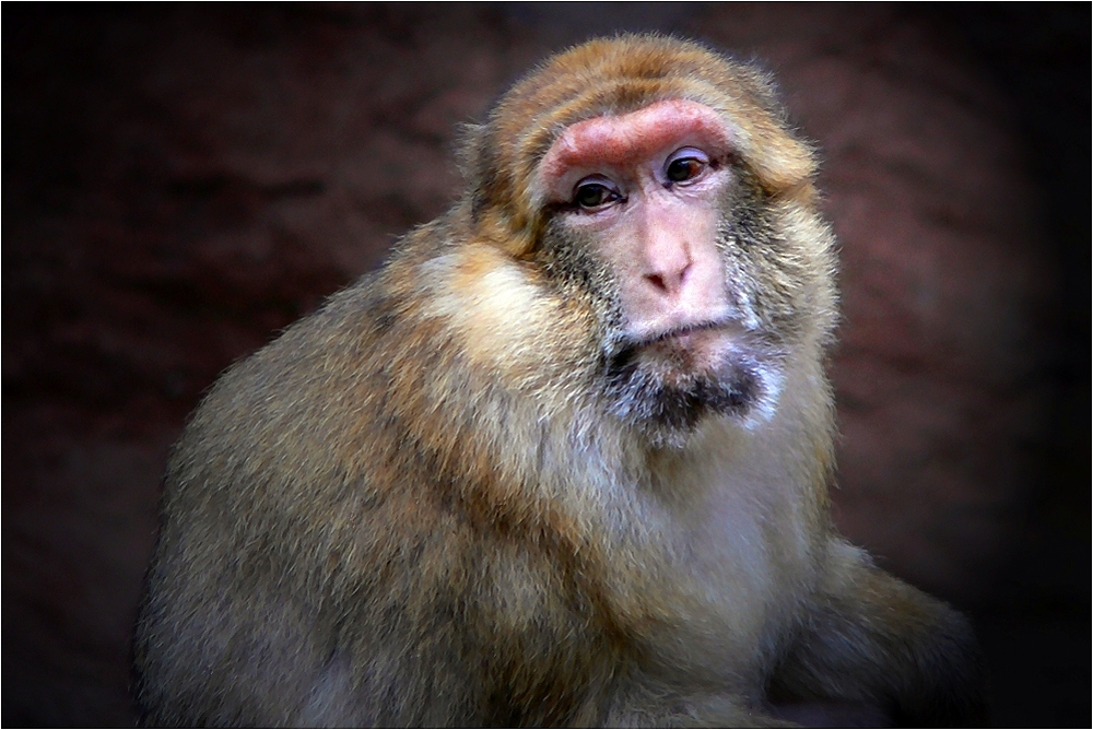 Barbary ape