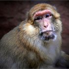 Barbary ape