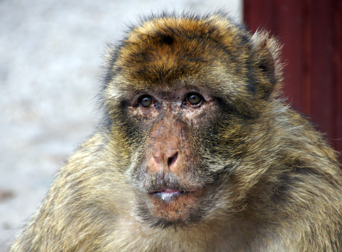 .."Barbary Apes"..