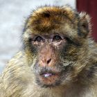 .."Barbary Apes"..