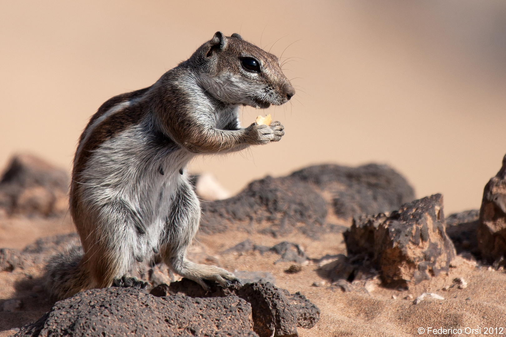 Barbary Ground Squirrel