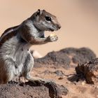 Barbary Ground Squirrel