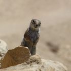 Barbary Ground Squirrel