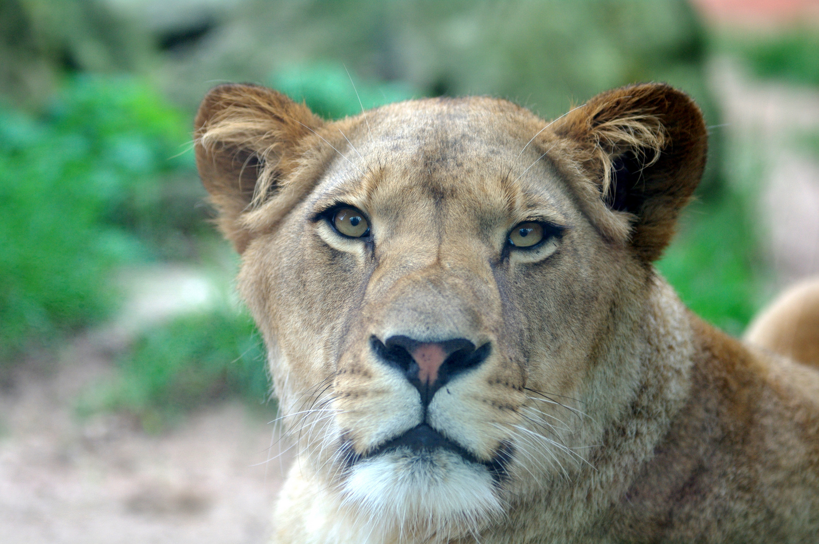 BARBARY LION QUEEN