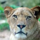 BARBARY LION QUEEN