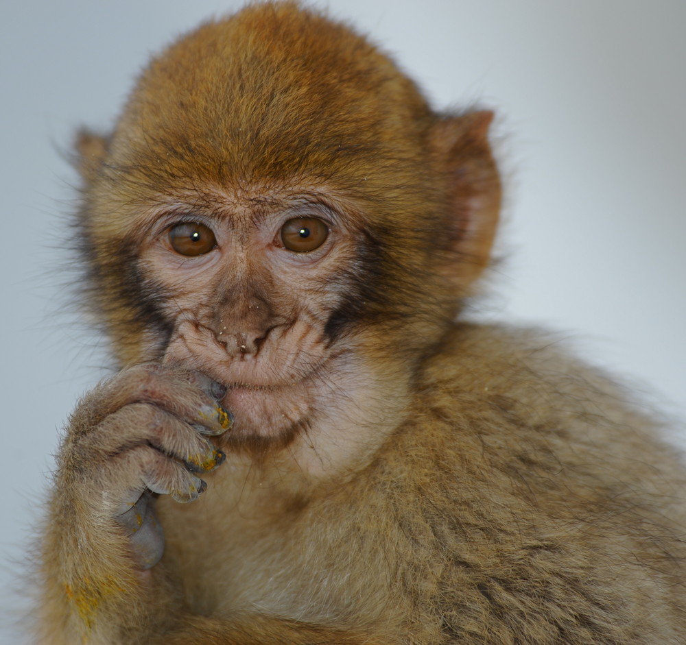 barbary macaque